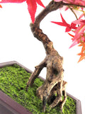 Artificial Bonsai Tree 50cm Red Acer Desktop Plants